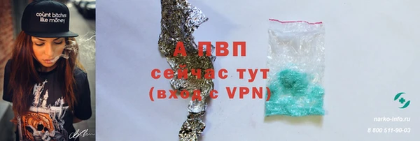 прущие грибы Белокуриха